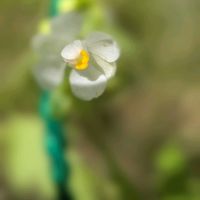 フウセンカズラ,フウセンカズラ,フウセンカズラ,フウセンカズラ,赤トンボ♪の画像