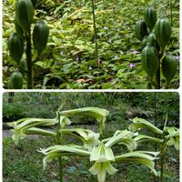 アセビ,オミナエシ,コムラサキ,シコンノボタン,ヒゴタイの画像