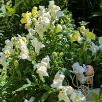 アゲラタム,千日紅,薔薇,金魚草,クレマチス　白万重の画像