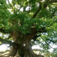 クスノキ,公園,熊本の画像