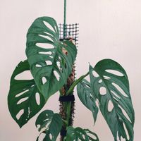 マドカズラ,マドカズラ　斑入り,モスポール,観葉植物,インドアグリーンの画像