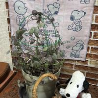 ハートカズラ,毎月2日はスヌーピーの日,玄関内側の画像