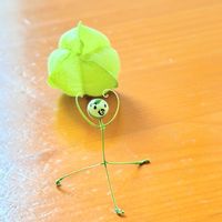 フウセンカズラ,フウセンカズラの種,花のある暮らし,今日のお花,かわゆい♡の画像