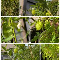 トケイソウ,ネコヤナギ,ローズマリー,雪つぼみ,今日の収穫野菜の画像