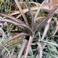 チランジア,チランジア デュランゲンシス,観葉植物,成長記録,エアープランツ/チランジアの画像