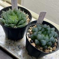 ハオルチア,トラディスカンチア ゼブリナ,多肉植物,観葉植物,ハオルチア属の画像