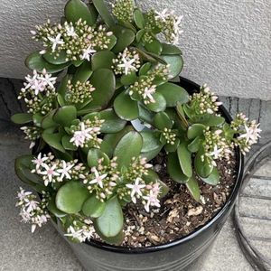 金のなる木の花,多肉植物,軒下,多肉女子の画像