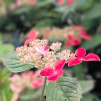 アジサイ,紫陽花,ヤマアジサイ 紅,お花,アジサイ　紫陽花の画像