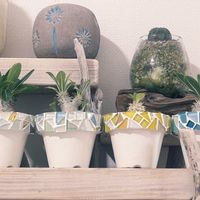 グラキリス,恵比寿大黒,恵比寿笑い,エブレネウム,植え替えの画像