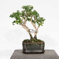 香丁木,盆栽,ワンコインの画像