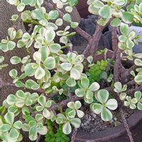 雅楽の舞,新玉つづり（ビアホップ）,多肉植物,元気に育て♡,多肉大好き！の画像