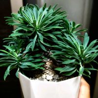 ソテツキリン,パイナップルコーン,ユーフォルビア ソテツキリン,ユーフォルビア・ギラウミニアナ,多肉植物の画像
