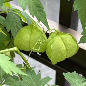 フウセンカズラ,曜白朝顔,グリーンカーテン,癒し…♡,夏を楽しむの画像