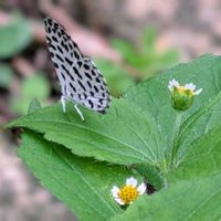 ルコウソウ,ユーパトリウム,ハキダメギク,ヨモギ,ネコハギの画像