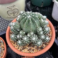 サボテン,リトープス,翠冠玉,トゥルーブルーム　レッドキャプテン,多肉植物の画像