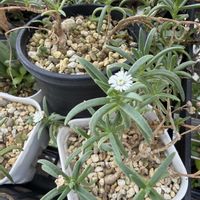 メストクレマ ツベローサム,開花,お花の画像