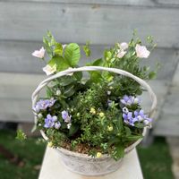 クランベリー,セイロンライティア,トルコキキョウ シェリーピンク,アシロリンドウ　ブーケ　アクア,寄せ植えの画像