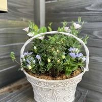 クランベリー,セイロンライティア,トルコキキョウ シェリーピンク,アシロリンドウ　ブーケ　アクア,寄せ植えの画像