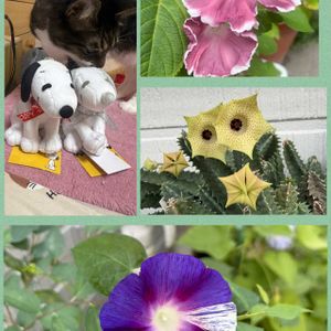 アサガオ,蛾角,多肉植物,多肉女子,I love the Earth.の画像
