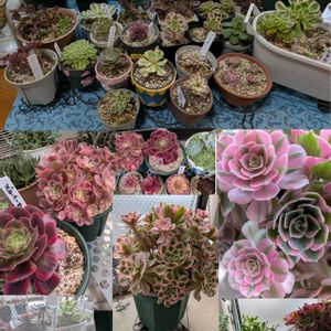 アエオ,多肉植物,リビング,ピンクウィッチ,大好きアエオ達の画像