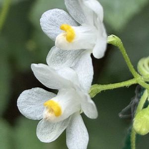 フウセンカズラ,グリーンカーテン,一年草,つる性,ムクロジ科の画像