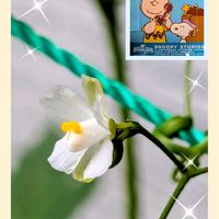 アサガオ,キウイ,フウセンカズラ,朝顔,キウイフルーツの画像