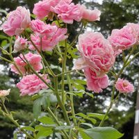 つるバラ,アロマ,バラのある暮らし,復興祈願,優しい時間の画像