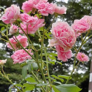つるバラ,アロマ,バラのある暮らし,復興祈願,優しい時間の画像