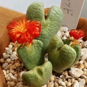 コノフィツム サマーレッド,多肉植物,多肉大好き,コノフィツム属,多肉中毒の画像