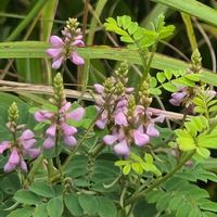 コマツナギ,可愛いピンクのお花,ピンクワールドへ ようこそ,木曜日は木に咲く花,木曜日は桃色の画像