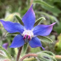 ボリジ,ボリジ,癒し,青い花, エディブルフラワーの画像