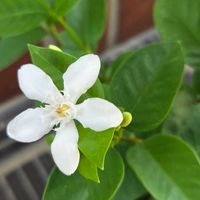 アンゲロニア,アンゲロニア,コリウス,コリウス,ブルーサルビアの画像