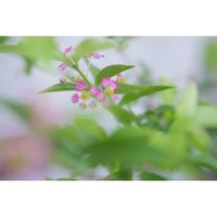アセロラ,ミラーレス一眼,木曜日は木に咲く花,ゆみさんちの果樹・ミニ菜園,木曜日は桃色の画像