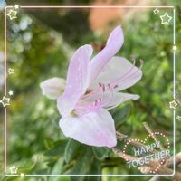 ツツジ,ヤブラン,山芋 むかご,お花大好き♡,復興祈願の画像
