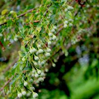 エゴノキ,エゴノネコアシ,虫コブ,果実,植栽の画像