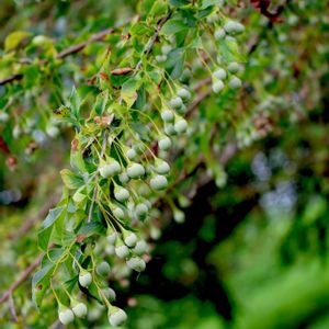 エゴノキ,エゴノネコアシ,虫コブ,果実,植栽の画像