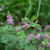 コマツナギ,ピンクの花,マメ科,花散歩,野の花の画像