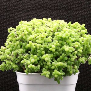 ハオルチア,多肉植物,エケベリア属,ハオルチア属,多肉大好きの画像