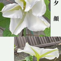イトバハルシャギク,ユウガオ,花のある暮らし,お花大好き♡,お散歩ちゃんキーホルダーの画像