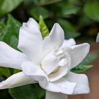 クチナシ,クチナシ　八重咲き,八重咲きクチナシ,庭の画像
