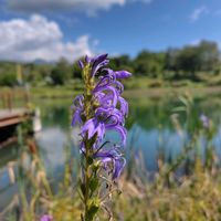 サワギキョウ,エゾミソハギ,山野草,花のある暮らし,可愛いお花の画像