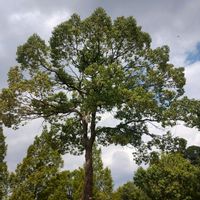 クスノキ,公園,ガーデニング,ネコ好き,大高緑地公園の画像