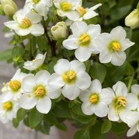 エキザカム,エキザカム,白い花,今朝の庭,平和を願う☆の画像