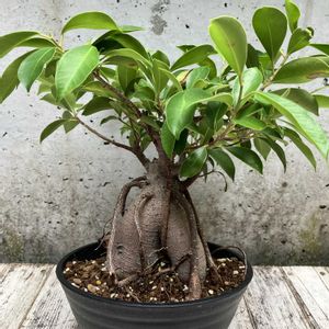 ガジュマル,多肉植物,塊根植物,コーデックス,花のある暮らしの画像