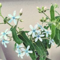 ブルースター,ガーデニング初心者,庭の画像