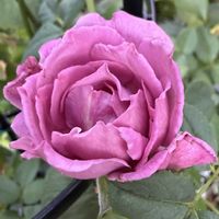 ガーベラ,マツリカ,ミニバラ,季節の花を楽しむ,恋いづなの画像