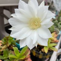 ウサギさん,短毛丸,咲いた！,毎月3日は耳の日,短毛丸のお花の画像