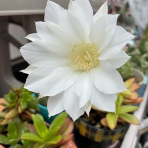 ウサギさん,短毛丸,咲いた！,毎月3日は耳の日,短毛丸のお花の画像