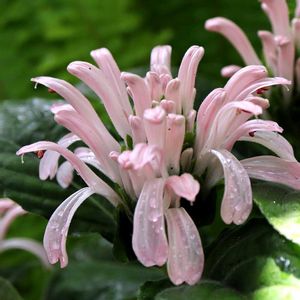 サンゴバナ,珊瑚花,フラミンゴプランツ,サンゴバナ　フラミンゴプランツ,サンゴバナ（珊瑚花）の画像