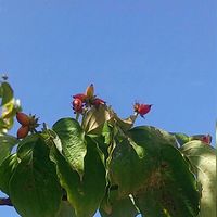 ハナミズキ,ハナミズキ,ハナミズキの実,ハナミズキの実,ハナミズキ（花水木）の画像